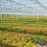 jochemsvanopstal ah[1]