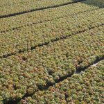 jochemsvanopstal e[1]