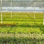 jochemsvanopstal x[1]